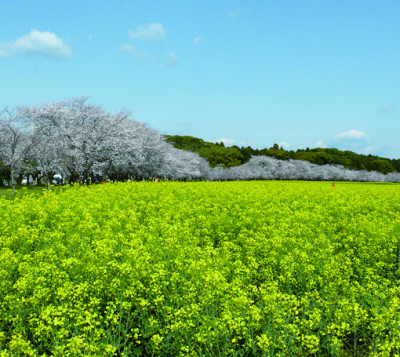 特別史跡公園西都原古墳群